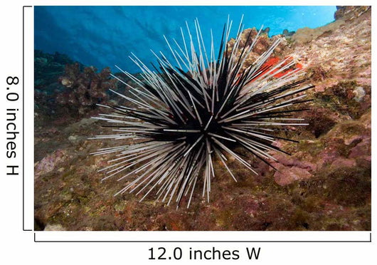 Banded Sea Urchin Echinothrix Wall Decal