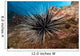 Banded Sea Urchin Echinothrix Wall Decal