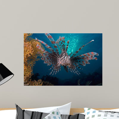 Lionfish Pterois Volitans Indonesia Wall Decal shown on a wall