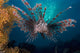 Lionfish Pterois Volitans Indonesia Wall Decal