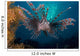 Lionfish Pterois Volitans Indonesia Wall Decal