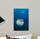 Spotted Porcupinefish Diodon Hystrix Wall Decal