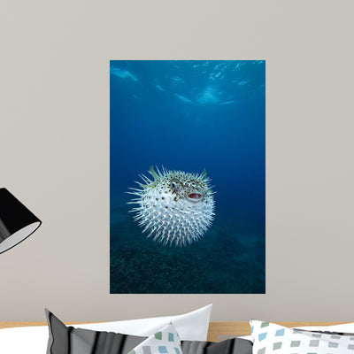 Spotted Porcupinefish Diodon Hystrix Wall Decal shown on a wall