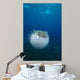 Spotted Porcupinefish Diodon Hystrix Wall Decal