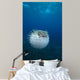 Spotted Porcupinefish Diodon Hystrix Wall Decal