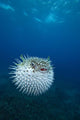 Spotted Porcupinefish Diodon Hystrix Wall Decal