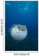 Spotted Porcupinefish Diodon Hystrix Wall Decal
