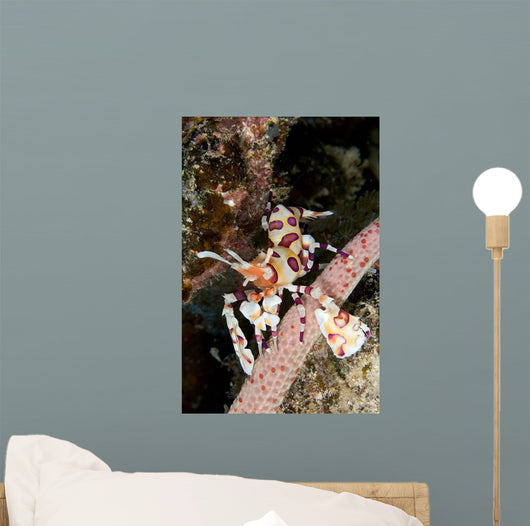 Harlequin Shrimp Feeding Sea Wall Decal