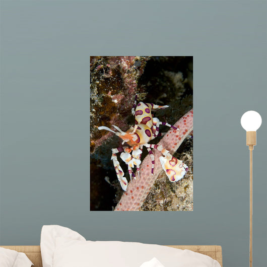 Harlequin Shrimp Feeding Sea Wall Decal