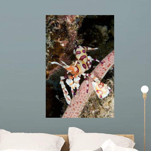 Harlequin Shrimp Feeding Sea Wall Decal