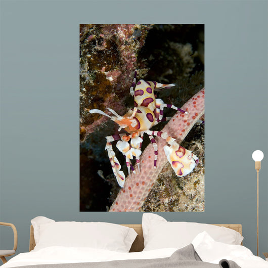 Harlequin Shrimp Feeding Sea Wall Decal
