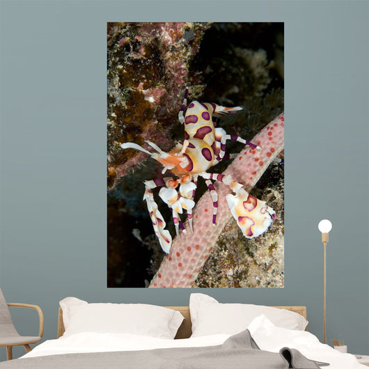 Harlequin Shrimp Feeding Sea Wall Decal