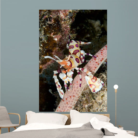 Harlequin Shrimp Feeding Sea Wall Decal