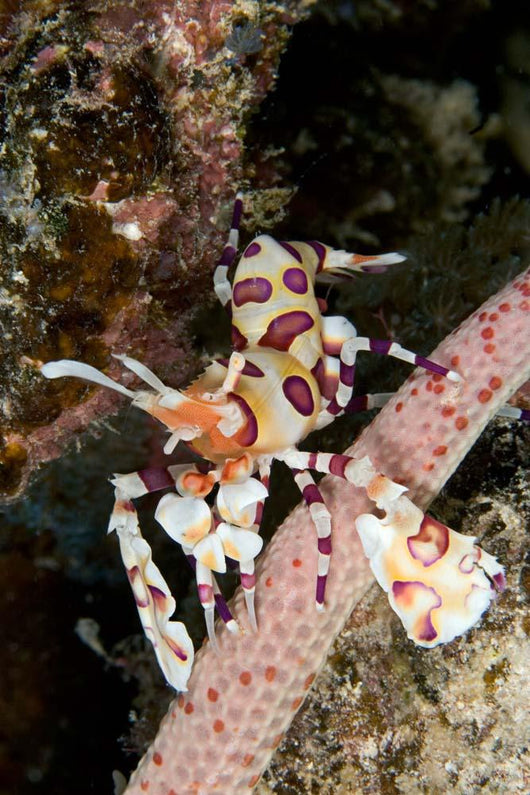 Harlequin Shrimp Feeding Sea Wall Decal