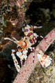 Harlequin Shrimp Feeding Sea Wall Decal