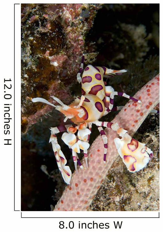 Harlequin Shrimp Feeding Sea Wall Decal