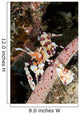 Harlequin Shrimp Feeding Sea Wall Decal