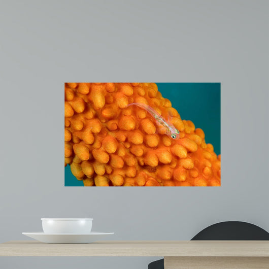 Whip Coral Goby Whip Wall Decal