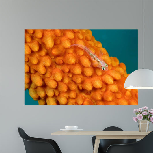 Whip Coral Goby Whip Wall Decal