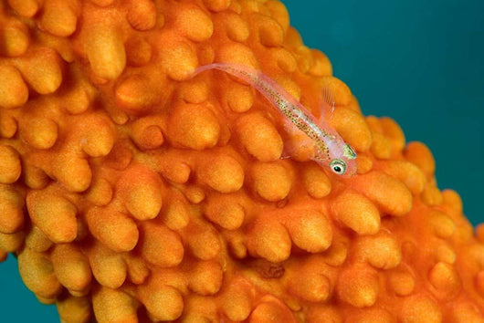 Whip Coral Goby Whip Wall Decal