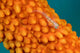 Whip Coral Goby Whip Wall Decal