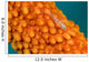 Whip Coral Goby Whip Wall Decal