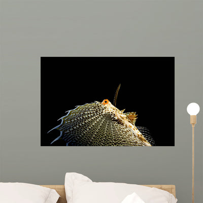 Oriental Flying Gurnard Showing Wall Decal shown on a wall