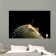 Oriental Flying Gurnard Showing Wall Decal