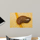 Hawaiian Spotted Flatworm Cushion Wall Decal