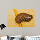 Hawaiian Spotted Flatworm Cushion Wall Decal