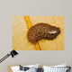 Hawaiian Spotted Flatworm Cushion Wall Decal