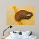 Hawaiian Spotted Flatworm Cushion Wall Decal