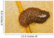 Hawaiian Spotted Flatworm Cushion Wall Decal
