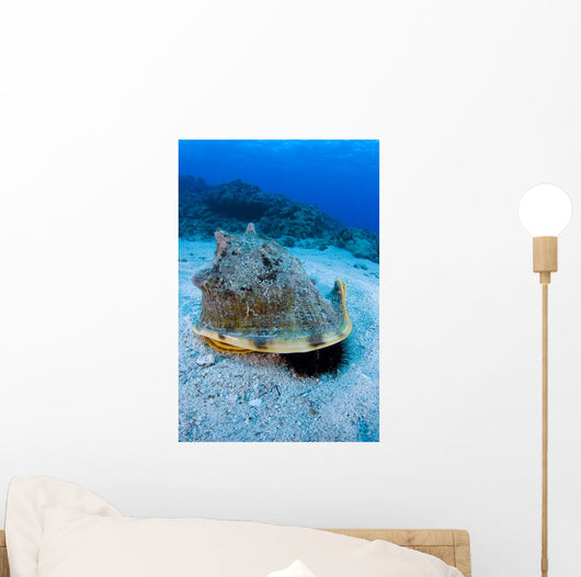 Horned Helmet Shell Capturing Wall Decal
