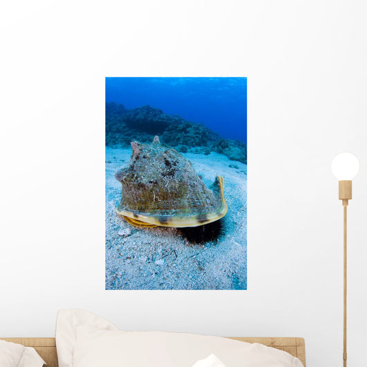 Horned Helmet Shell Capturing Wall Decal