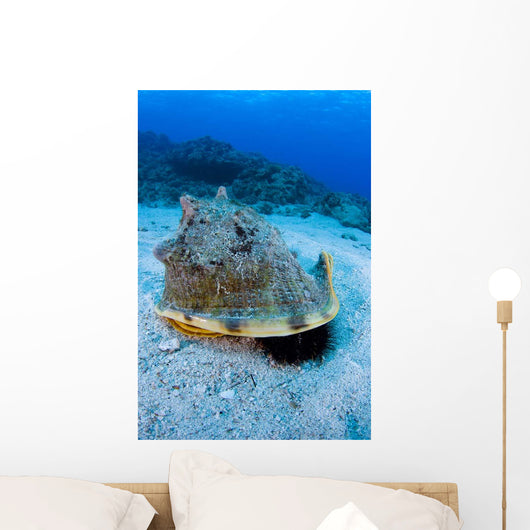 Horned Helmet Shell Capturing Wall Decal