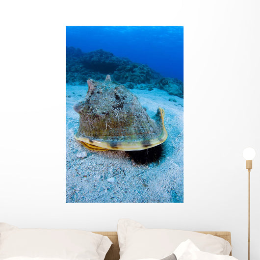 Horned Helmet Shell Capturing Wall Decal