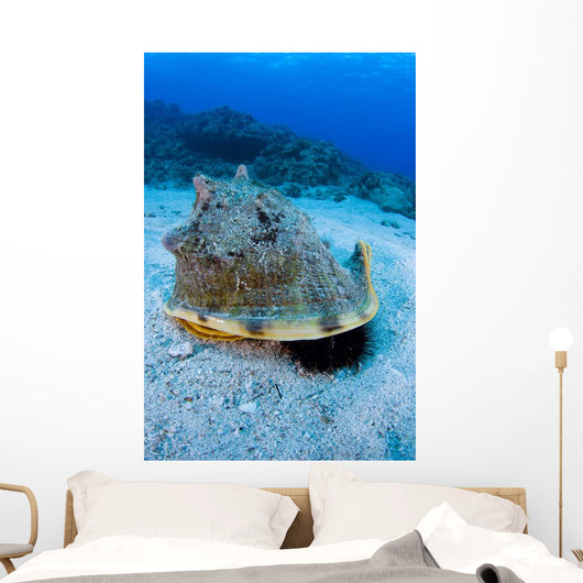 Horned Helmet Shell Capturing Wall Decal