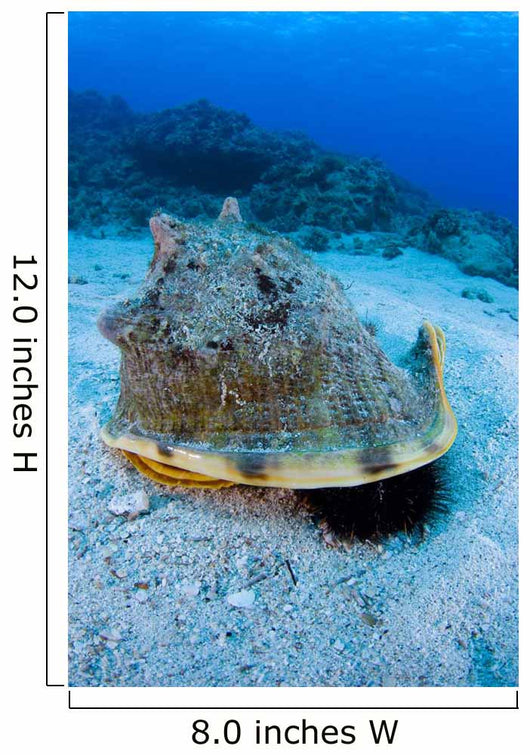Horned Helmet Shell Capturing Wall Decal