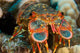 Close-up Slipper Lobster Hawaii Wall Decal