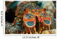 Close-up Slipper Lobster Hawaii Wall Decal