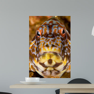 Close-up Frontal Stocky Hawkfish Wall Decal shown on a wall