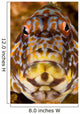 Close-up Frontal Stocky Hawkfish Wall Decal