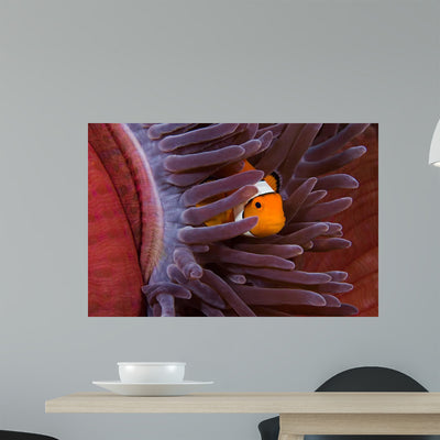 Clown Anemonefish Hiding Sea Wall Decal shown on a wall