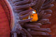 Clown Anemonefish Hiding Sea Wall Decal