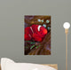 Female Spine-cheek Anemonefish and Wall Decal