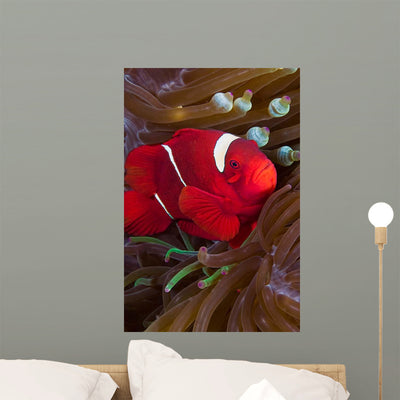 Female Spine-cheek Anemonefish and Wall Decal shown on a wall