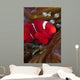 Female Spine-cheek Anemonefish and Wall Decal