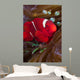 Female Spine-cheek Anemonefish and Wall Decal