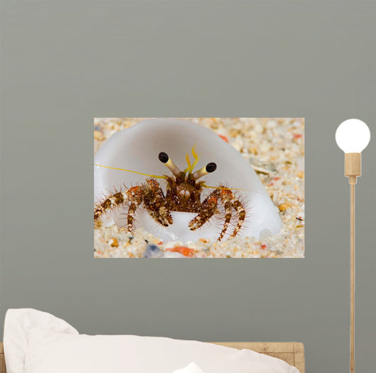 Front Eye Stalks and Wall Decal